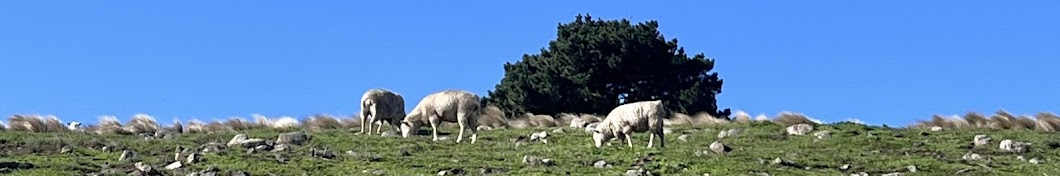 Mai & Mori in NZ🇳🇿