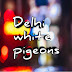 Delhi white pigeons