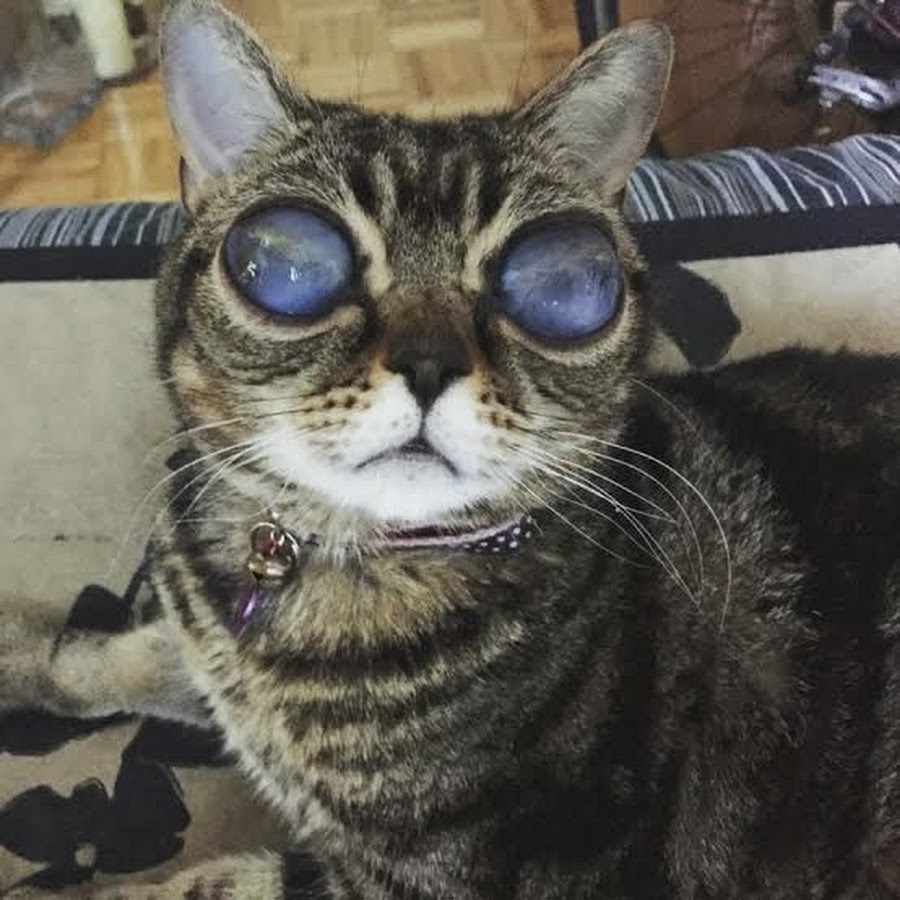 Коты с огромными глазами