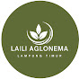 Laili Aglonema Lampung Timur