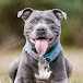 Will Atherton Staffy Show