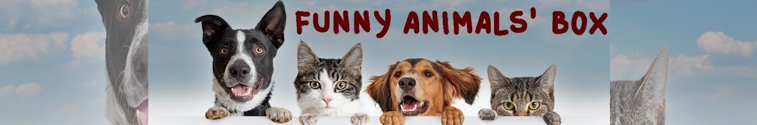 Funny Animals' Box