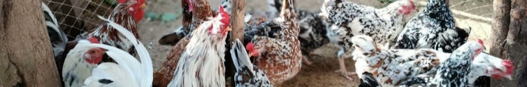 Chicken Yard Stories