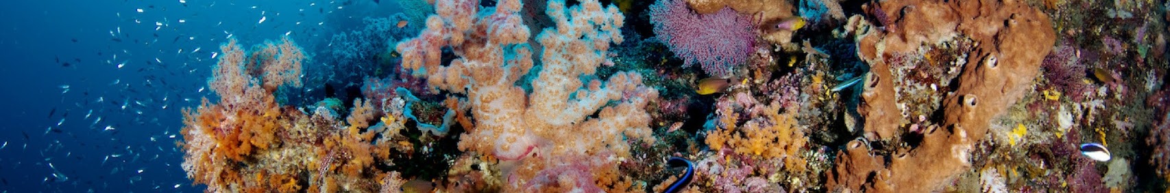 wickeddiving1
