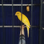 Tumbuh Canary Bird Farm