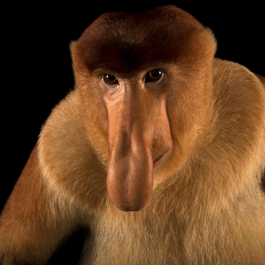 обезьяна с большим носом картинки