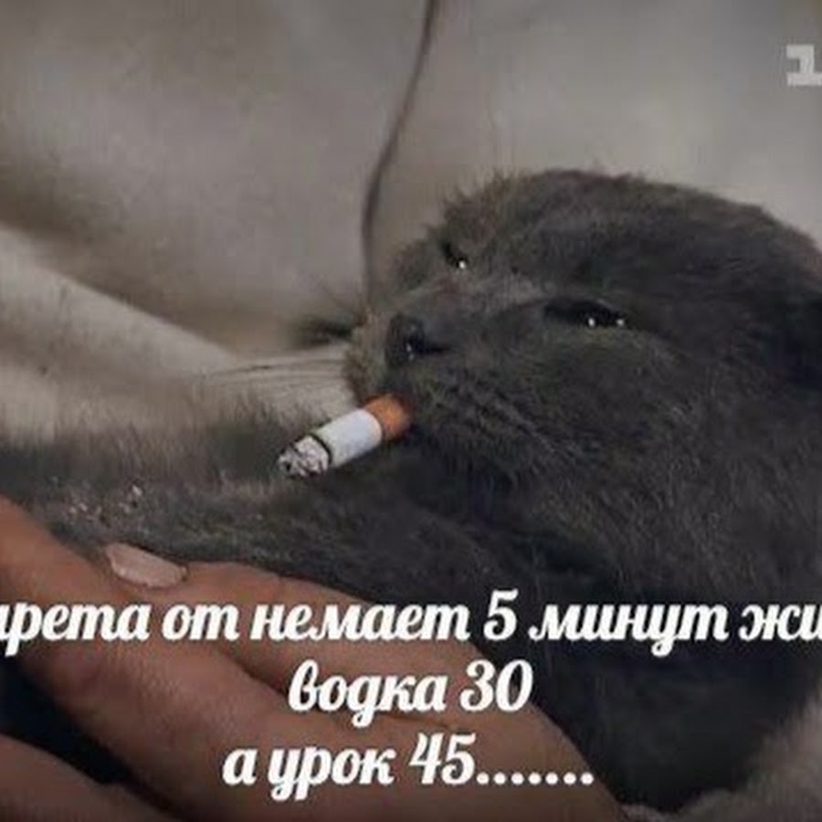 Британский кот с сигаретой