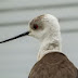 Birdwatching Bosnia & Herzegovina