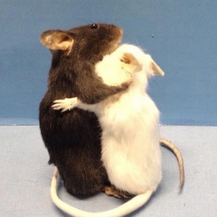 Мыши обнимаются