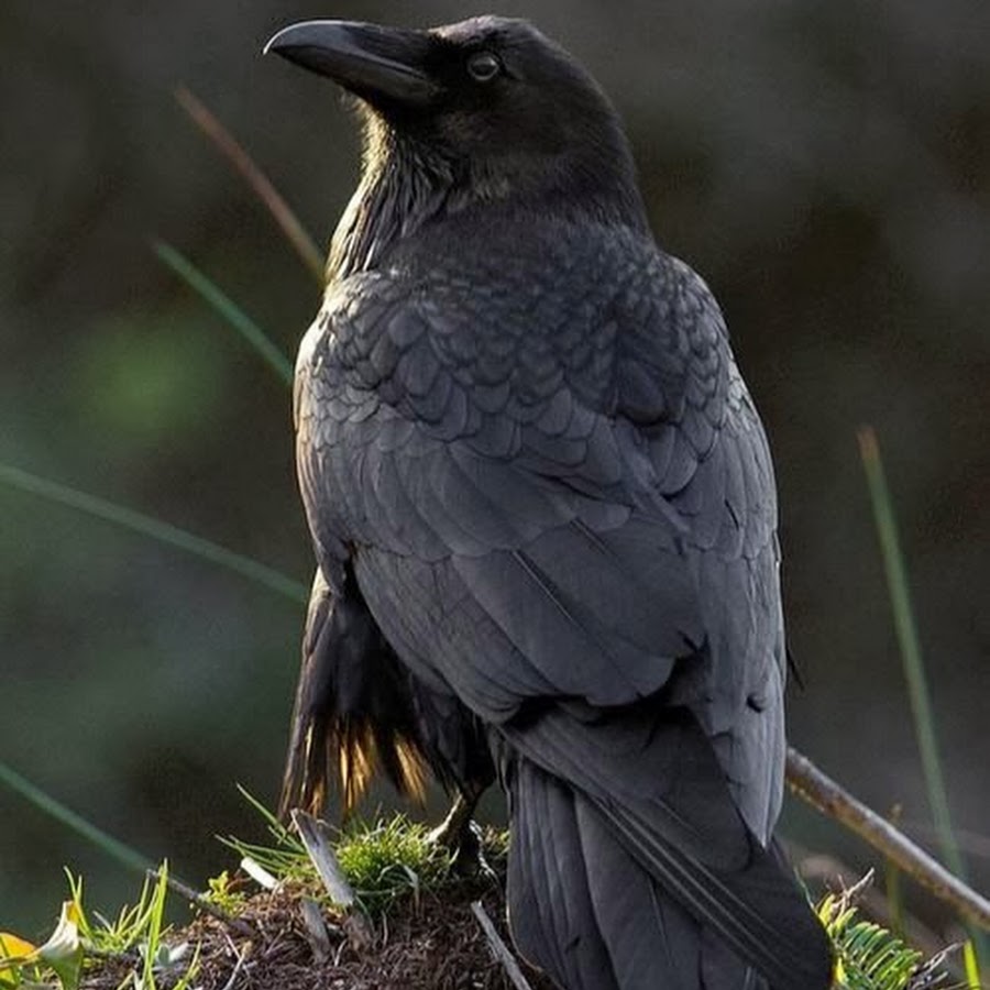 Богородск raven. Вороний Дрозд. Белоклювый ворон. Ворон обыкновенныи. Ворона меланист.