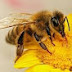 Μελίσσια της αυλής. Backyard beekeeping