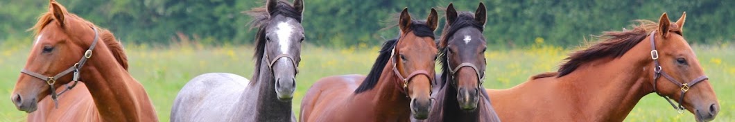 Fédération des Éleveurs du Galop