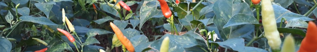 ANJANA FARMING