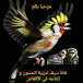 قناة زكرياء للحسون goldfinch.Chardonneret