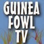 Guinea Fowl TV