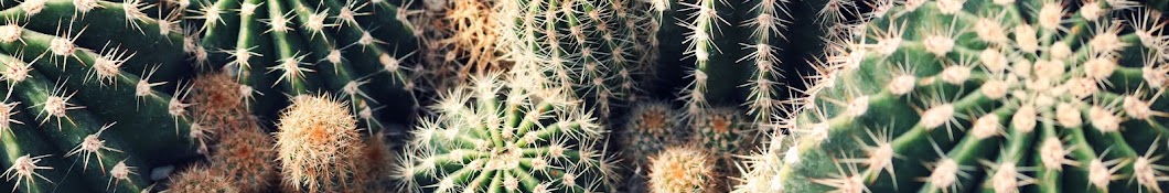 CactusPlant