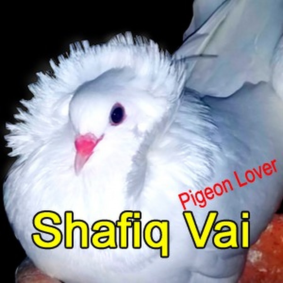 shafiq vai pigeon lover