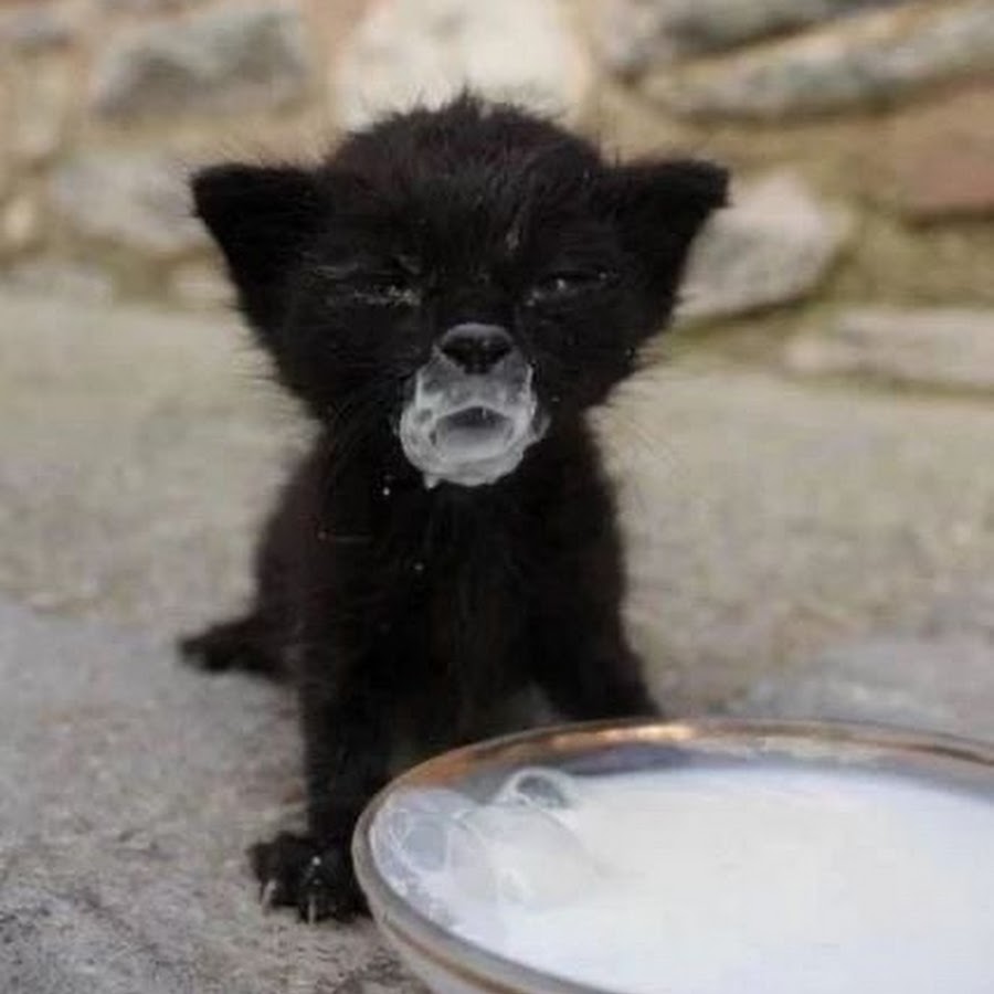 Сутинока. Черный котенок испачкался. Черный котенок испачкался в сметане. Черный кот морда в молоке. Котенок в молоке.