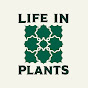 LIFE IN PLANTS / HAYATO