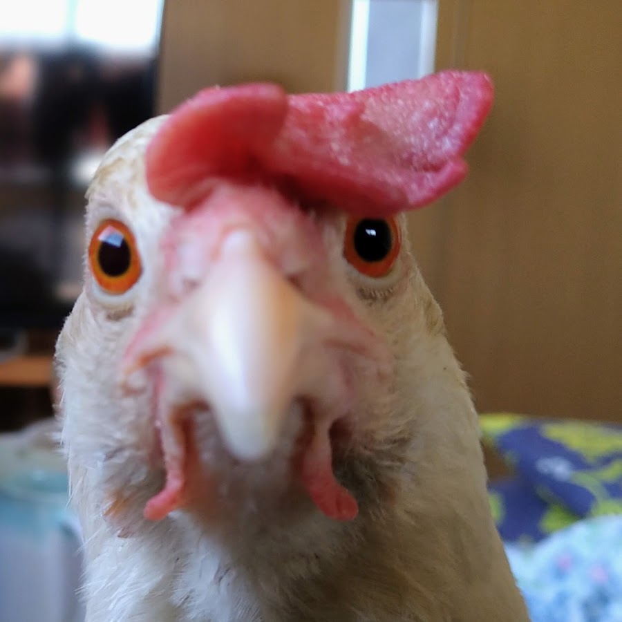 I live with a chicken in my room. - YouTube