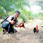 ayam pikat riau