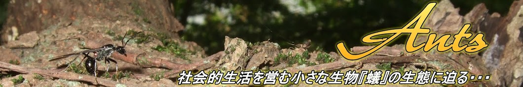 Japanese Ant channel - Ant encyclopedia - 