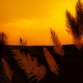 Artist Thumbnail