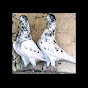 Zeeshan pigeons