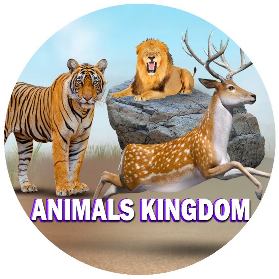 Animals Kingdom - YouTube