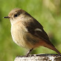 misa 趣味の野鳥撮影日記