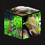 Aquascaping Cube