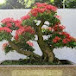 BONSAI_PHÚ THÅNH TAM BÌNH