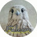 falcon