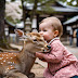 Nara deer 