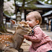 Nara deer 