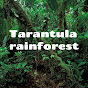 Tarantula rainforest