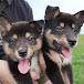 Black Shiba Inu - Yokan & Zenzai