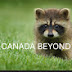 beyond canada 비욘드캐나다