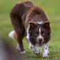 Darleyfalls Border Collies