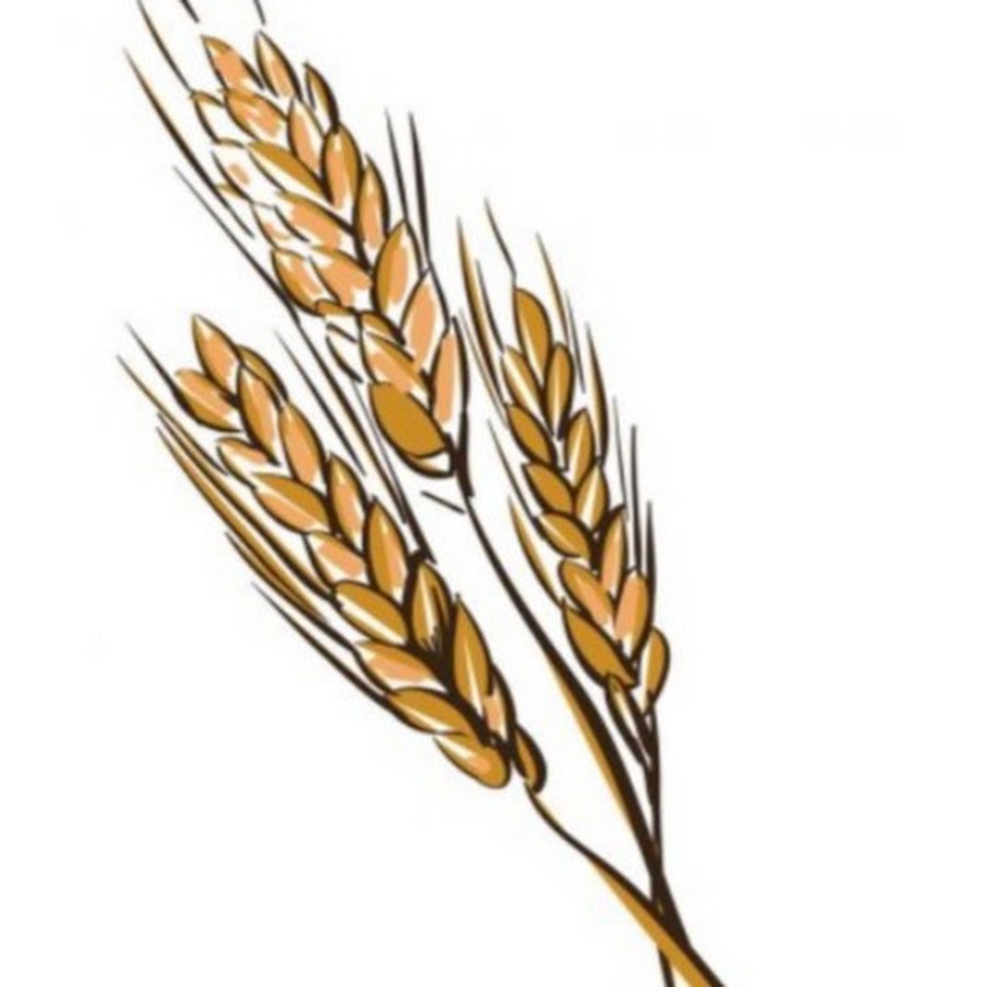 Три колоска. Колосок пшеницы. Рисование колосок. Веточка пшеницы. Нарисовать пшеницу.