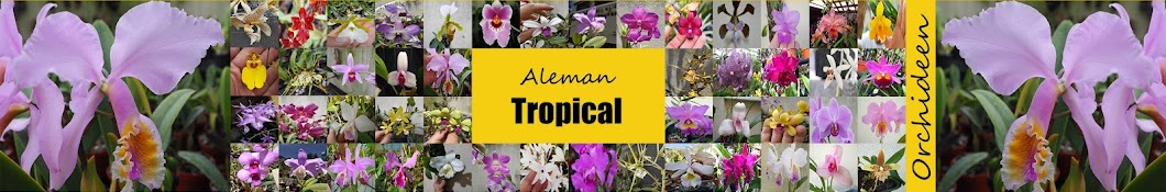 Aleman Tropical Banner