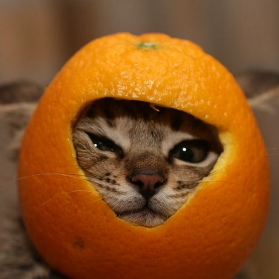 Собакам давать мандарины. Мандарин прикольный. Кот мандарин. Смешной апельсин. Котенок с мандаринами.