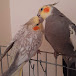 Jojo_cockatiels