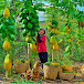 Tieu Lien Harvest