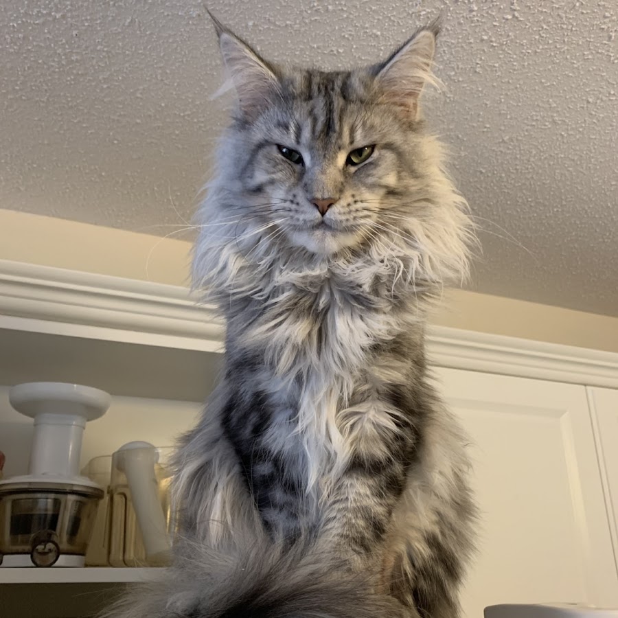 TaLynn King Maine Coons