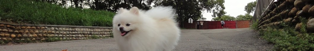 White Pomeranian Gomi