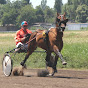 Favorite animals - horses.Trotters and races