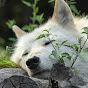 睡狼(Sleepy Wolf)