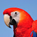 Parrots Fun TV