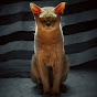 SimbAs CatS TV. Games, music, videos for cats